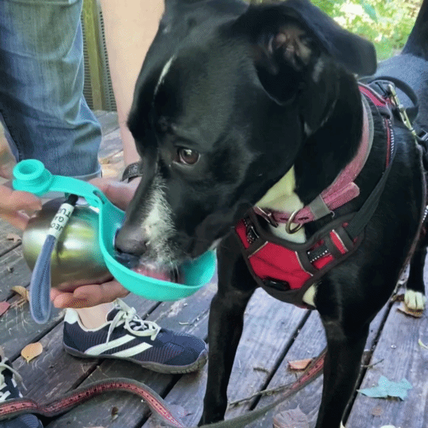 2-in-1 Portable Dog Water Bottle